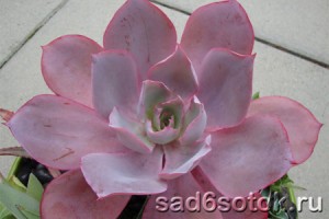 Эхеверия (Echeveria) Эхеверия (Echeveria)
