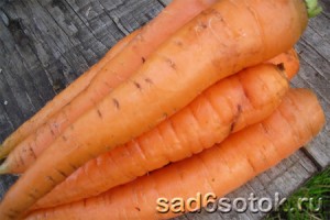 Выращивание моркови в теплице
