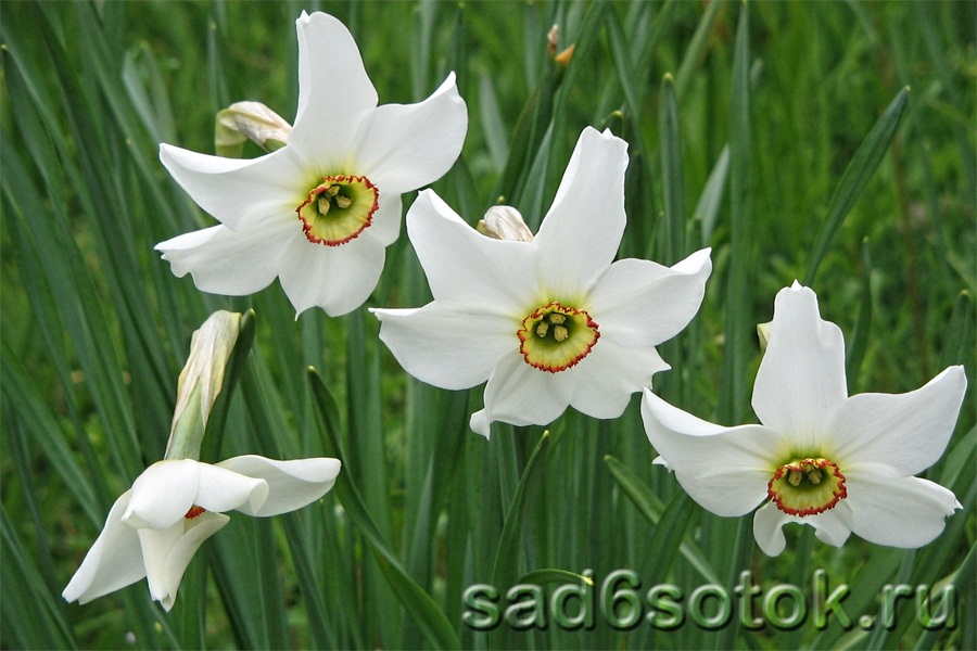 Цветы нарциссы (Narcissus poeticus L.)