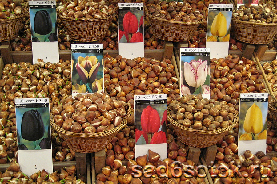 Луковицы тюльпанов различных сортов