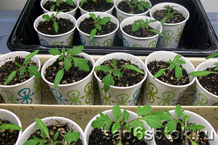 Выращивание рассады томатов (помидор) - пикировка, полив, уход