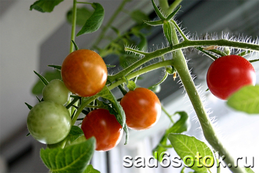 Советы по уходу за томатами в теплице