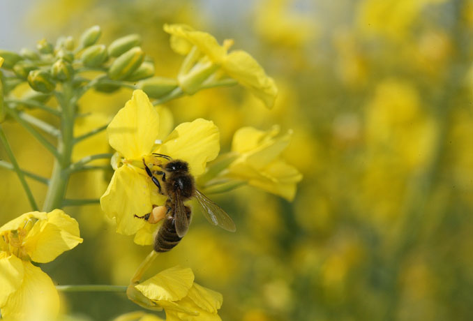 6 секретов цветника, который привлекает пчел