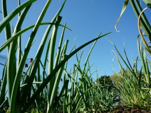 Аллиум (Allium)
