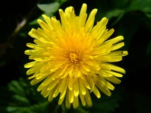 Одуванчик (Taraxacum officinalis)