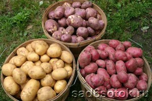 Как выбрать лучший сорт картофеля?