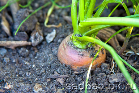 Где лучше выращивать морковь