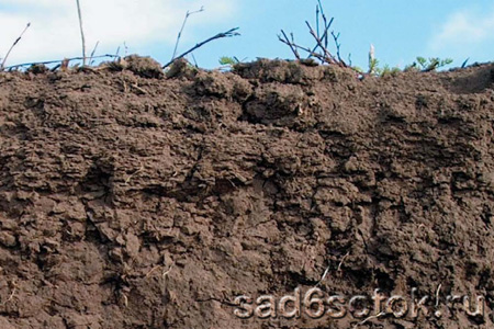 Как оценить качество почвы на участке