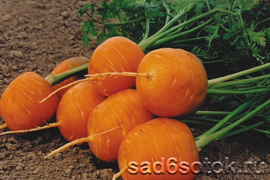 Морковь сорт Полярная клюква