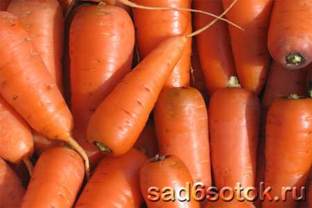 Морковь сорт Шантене