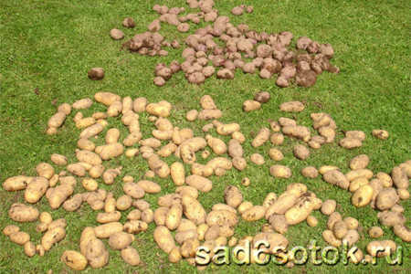 Сбор и хранение урожая картофеля