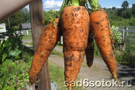 Сбор и хранение урожая моркови
