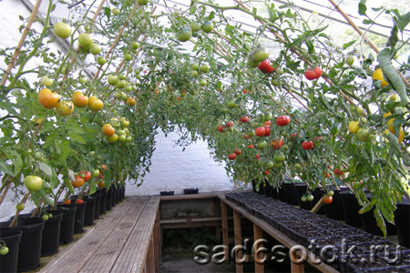 Уход за помидорами в теплицах - Сад 6 соток