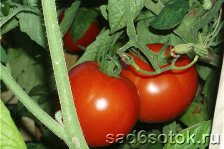 Устойчивые сорта помидоров