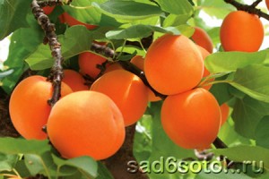 Выращивание абрикосов в теплице