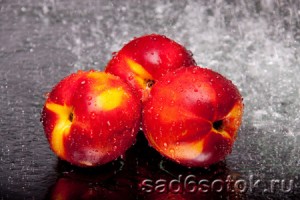 Выращивание в теплице персиков и нектаринов
