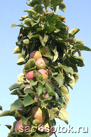История выращивания колонновидных яблонь