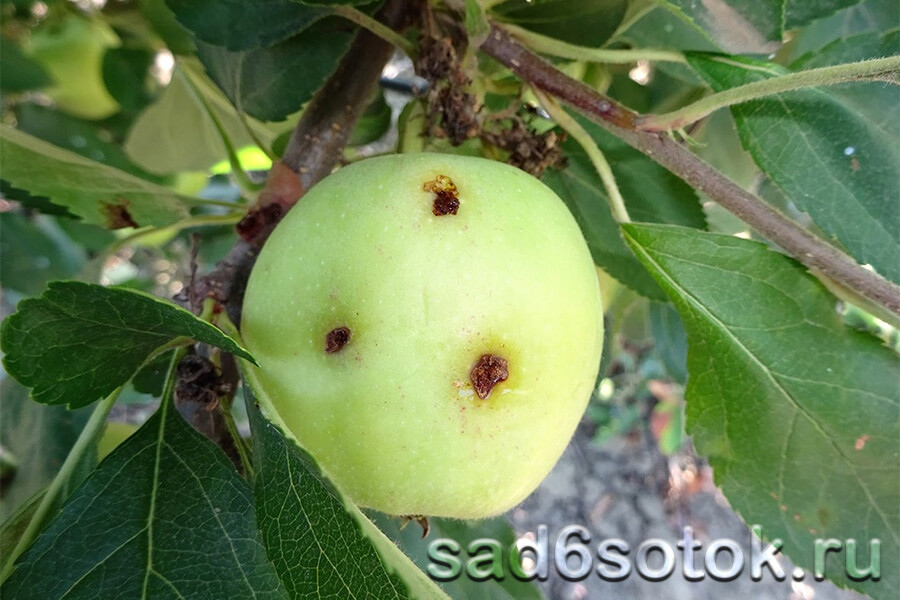 Яблоко, пораженное яблонной плодожоркой