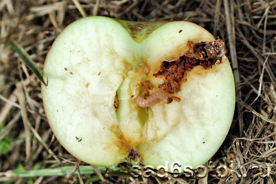 Гусеница яблонной плодожорки
