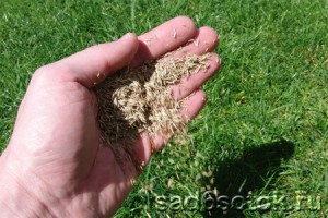 Как выбрать и посадить семена для газона