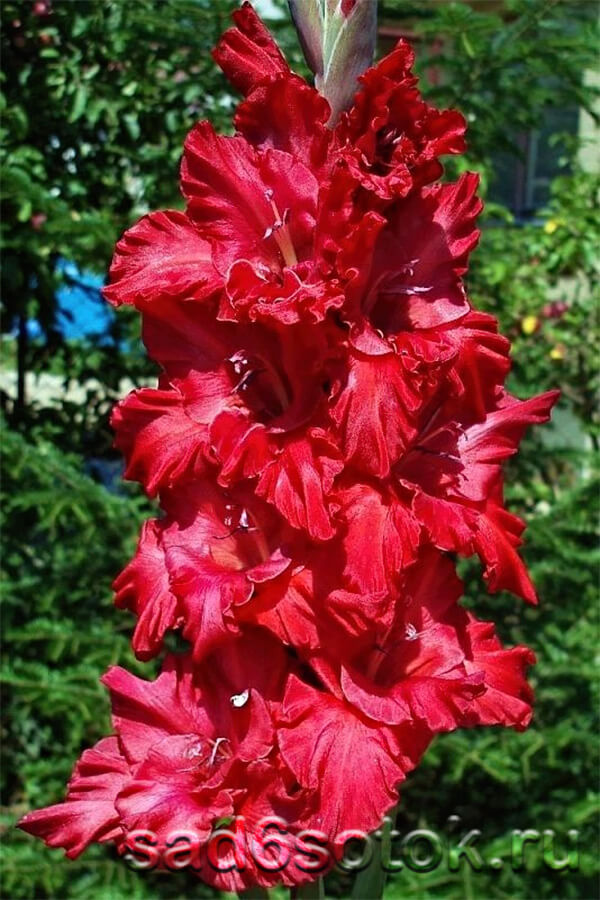 Гладиолус сорт Джангл Флауэр (Jungle Flower)