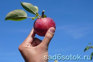 Собираем урожай яблок