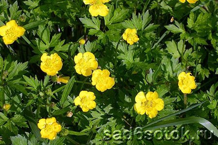 Лютик ползучий (Ranunculus repens) - Сад 6 соток