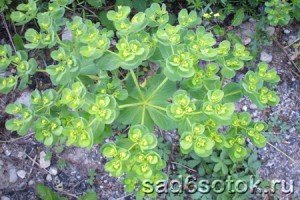 Молочай солнцегляд (Euphorbia helioscopia)