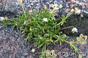 Мшанка лежачая (Sagina procumbens)