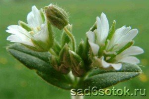Ясколка дернистая (Cerastium holosteoides)