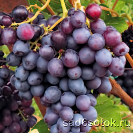 Сорта Винограда Для Черноземья Фото