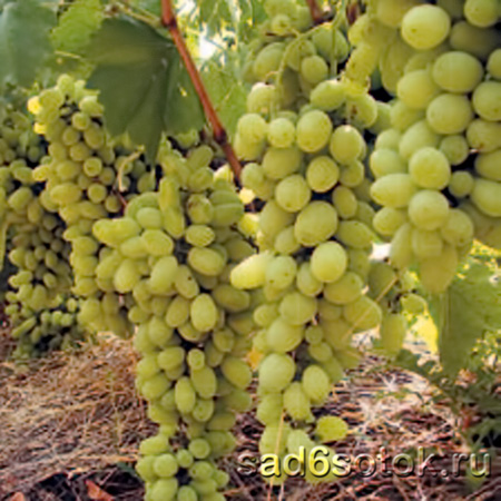 Сорта винограда для средней полосы, Урала и Сибири - Сад 6 соток