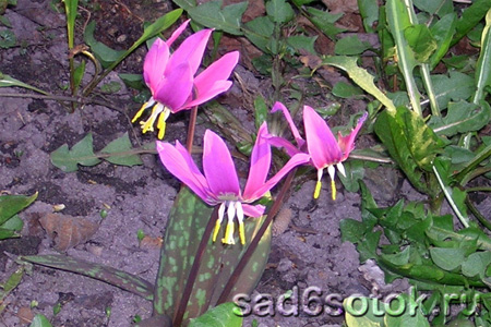 Кандык сибирский (Erythronium sibiricum)