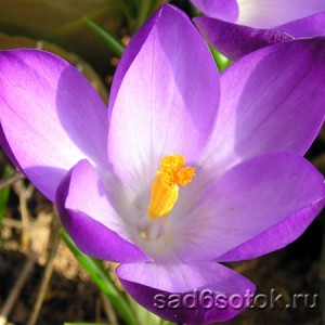 Крупноцветковый сорт крокуса весеннего