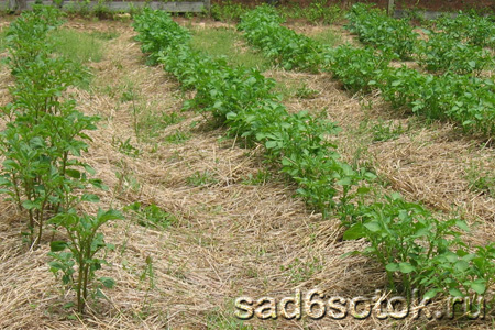 Картофель – выращивание и уход - Сад 6 соток