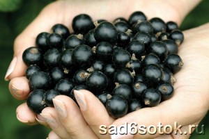 Полезные свойства черной смородины