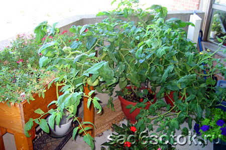 Как вырастить помидоры на балконе