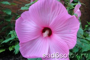 Цветки могут быть и необычного светло-розового цвета