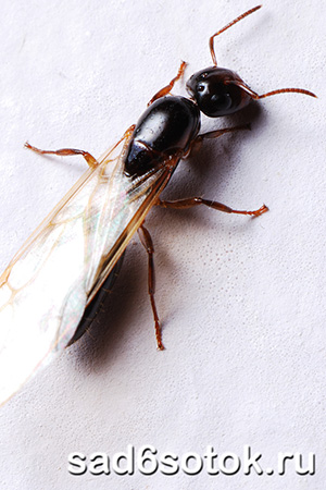 Крылатая самка муравьев
