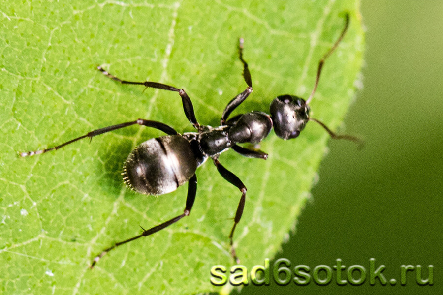 Бурые лесные муравьи (Formica fusca)