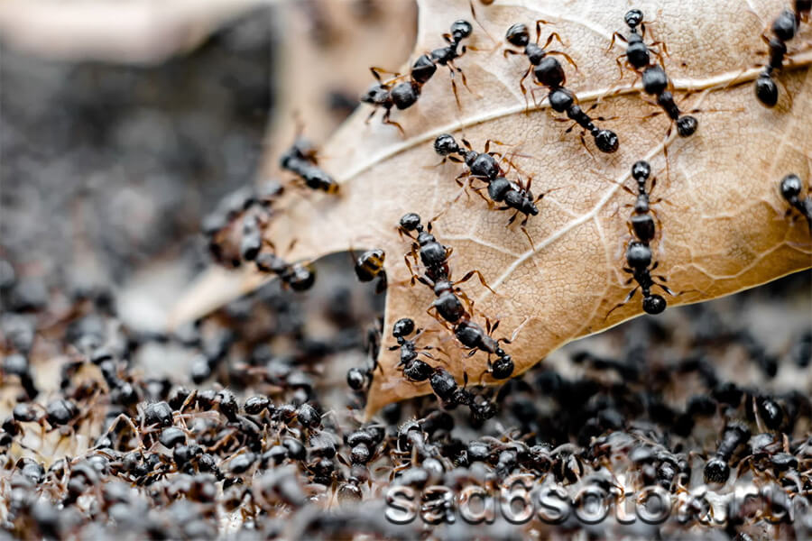 Дерновые муравьи (Tetramorium caespitum)