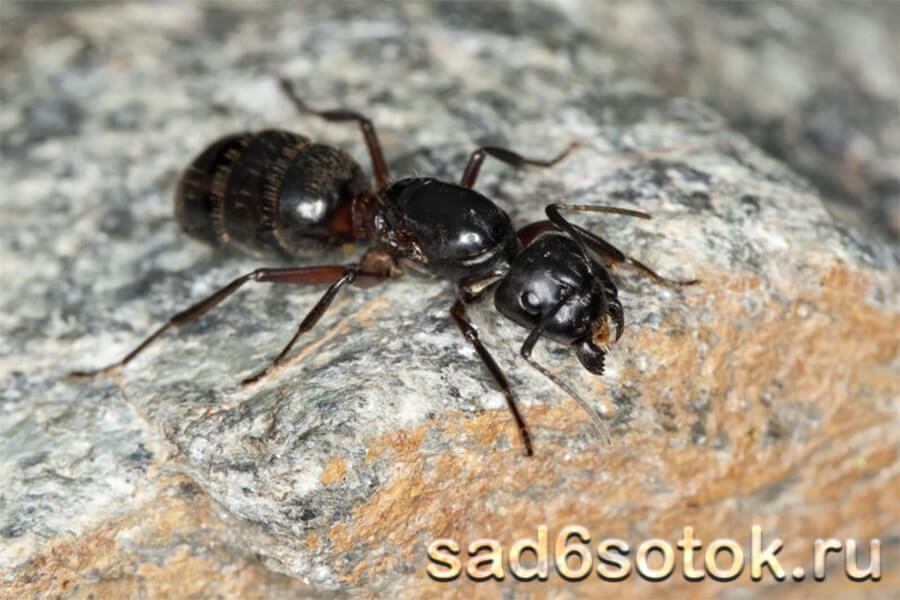 Муравьи-древоточцы (Camponotus)