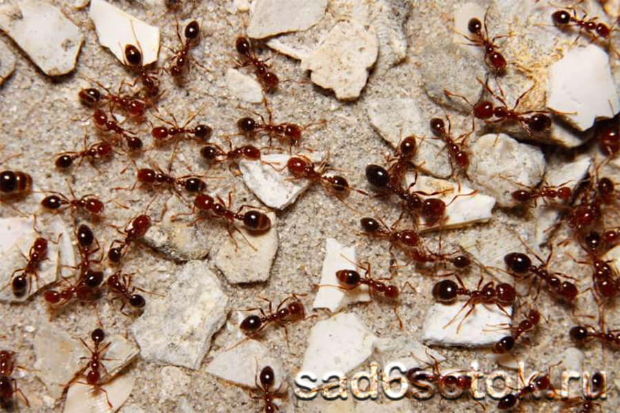 Красные муравьи (Solenopsis invicta)