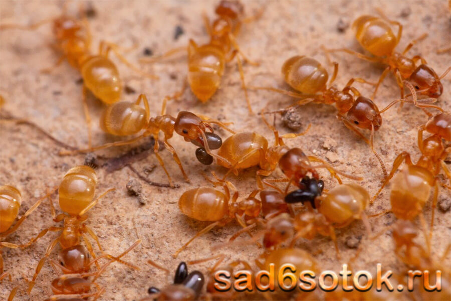 Желтые муравьи (Lasius flavus)