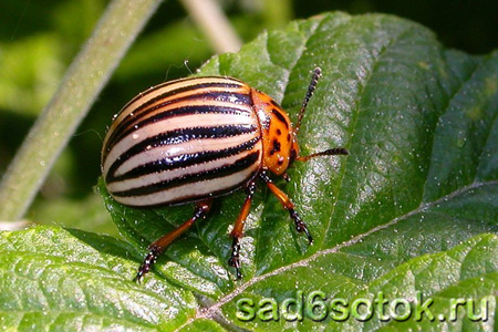Полезные насекомые – энтомофаги, против колорадского жука
