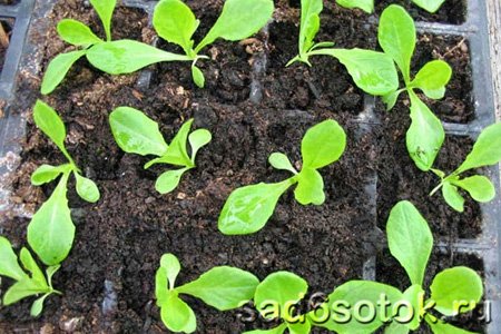 Выращивание рассады баклажанов