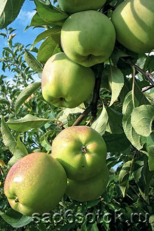 Яблони Устойчивые К Парше Сорта Фото