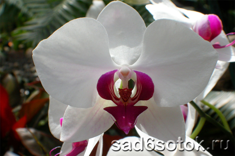 Орхидея фаленопсис (Phalaenopsis)