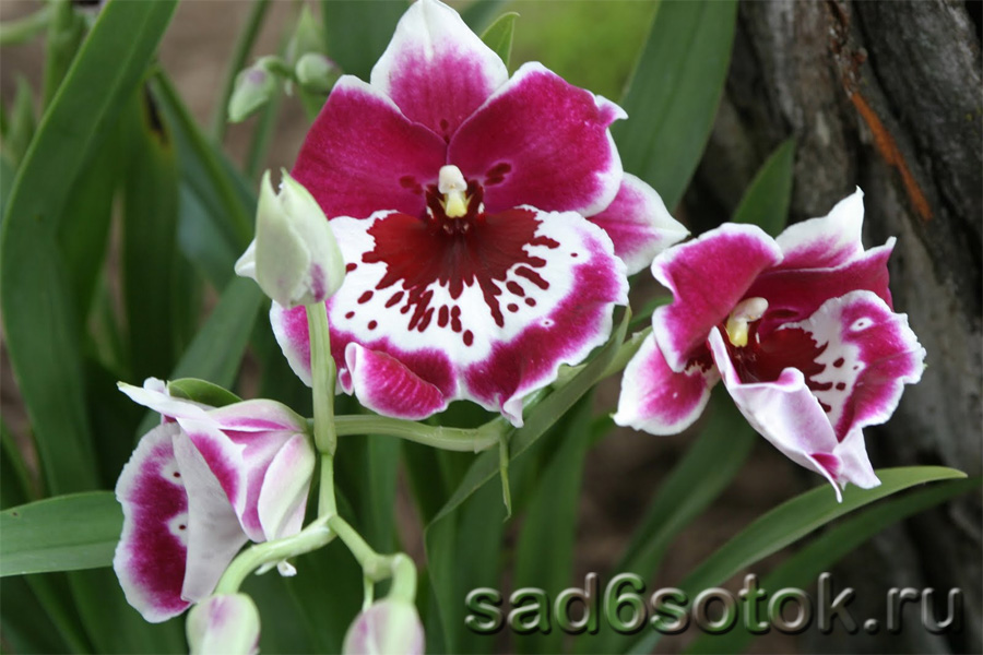 Орхидея мильтония (Miltonia)