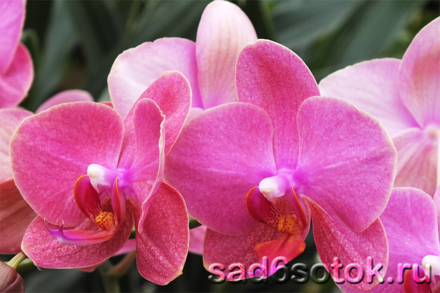 Орхидеи - сорта, выращивание и уход